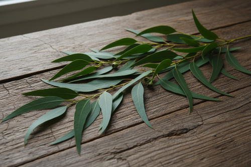 Jade green eucalyptus on rustic wood